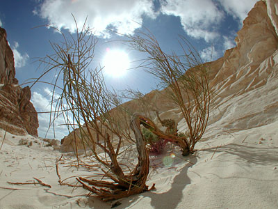 Ginster, Copyright Stefanie M&ouml;hrle