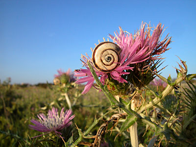 Schnirgelschnecke, Copyright Stefanie M&ouml;hrle