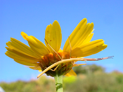 Stabheuschrecke, Copyright Stefanie M&ouml;hrle