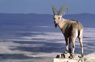 Ibex, Copyright Stefanie M&ouml;hrle