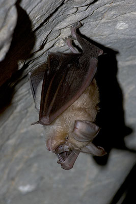 Hufeisennase-Fledermaus, Copyright Stefanie Möhrle