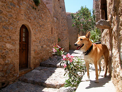 Ari auf Monemvasia, Copyright Stefanie Möhrle Ari auf Monemvasia, Copyright Stefanie Möhrle