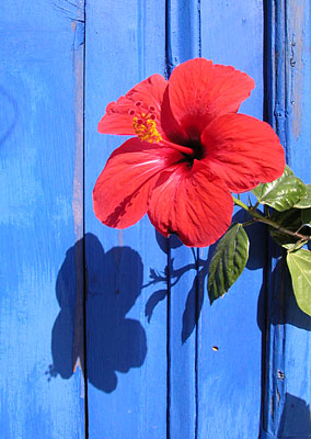 Hibiscus auf Spetses, Copyright Stefanie M&ouml;hrle
