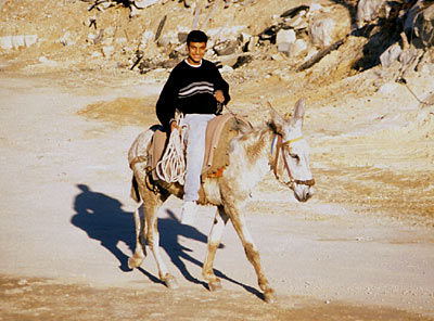 Esel und Reiter in Jerusalem, Copyright Stefanie M&ouml;hrle