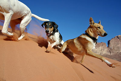 Wadi Rum, Copyright Stefanie M&ouml;hrle
