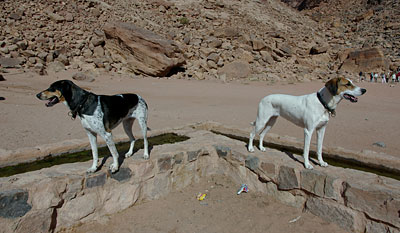Lara und Lucy, Copyright Stefanie M&ouml;hrle