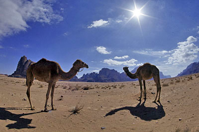 Dromedare, Copyright Stefanie M&ouml;hrle