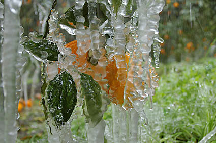 Orangen im Frost, Copyright Stefanie M&ouml;hrle