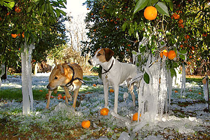 verwunderte griechische Hunde, © Stefanie Möhrle Verwunderte griechische Hunde, Copyright Stefanie Möhrle