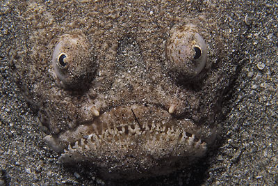 Sternengucker - Uranoscopus dollfusi, &copy; Stefanie M&ouml;hrle