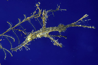 Geisterfisch - Solenostomus, &copy; Stefanie M&ouml;hrle