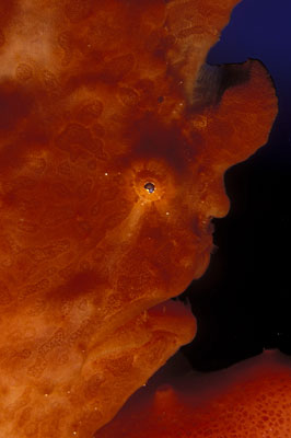 Roter Anglerfisch - Antennarius, &copy; Stefanie M&ouml;hrle