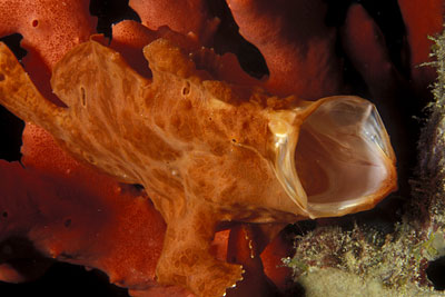 Anglerfisch - Antennarius, &copy; Stefanie M&ouml;hrle