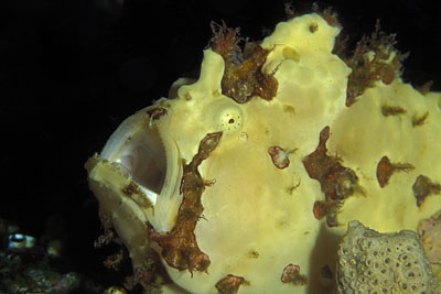Anglerfisch - Antennarius maculatus , &copy; Stefanie M&ouml;hrle