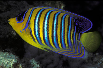 Pfauen-Kaiserfisch - Pygoplites diacanthus, &copy; Stefanie M&ouml;hrle