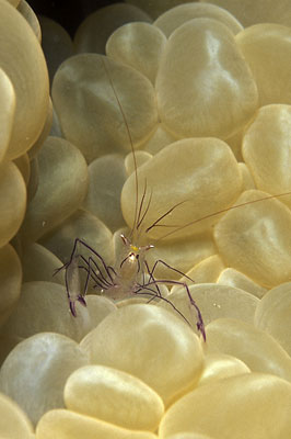 Partnergarnele - Vir philippinensis, &copy; Stefanie M&ouml;hrle