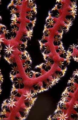 Rote Gorgone - Acabaria splendens, © Stefanie Möhrle