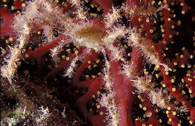 Gespensterkrabbe - Achaeus spinosus, &copy; Stefanie M&ouml;hrle