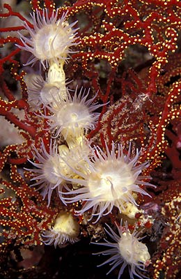 Wachsanemone - Amphianthus species, © Stefanie Möhrle