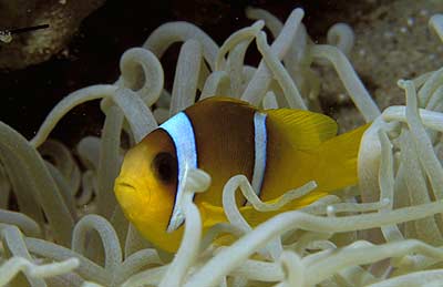 Anemonenfisch - Amphiprion bicinctus, © Stefanie Möhrle Anemonenfisch - Amphiprion bicinctus, © Stefanie Möhrle