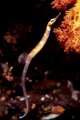 Seenadel - Corythoichthys nigripectus, &copy; Stefanie M&ouml;hrle