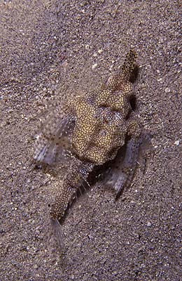 Pegasus-Fisch - Eurypegasus draconis, © Stefanie Möhrle