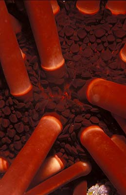 Griffelseeigel - Heterocentrotus mammillatus, © Stefanie Möhrle