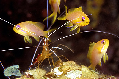 Weiband-Putzergarnele - Lysmata amboinensis, © Stefanie Möhrle