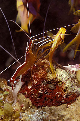 Weiband-Putzergarnele - Lysmata amboinensis, © Stefanie Möhrle