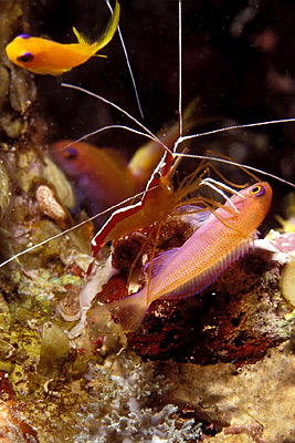 Weißband-Putzergarnele - Lysmata amboinensis, © Stefanie Möhrle