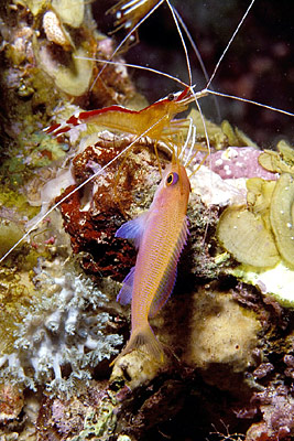 Weißband-Putzergarnele - Lysmata amboinensis, © Stefanie Möhrle