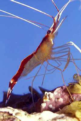 Weißband-Putzergarnele - Lysmata amboinensis, © Stefanie Möhrle