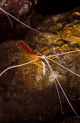 Weiband-Putzergarnele - Lysmata amboinensis, © Stefanie Möhrle