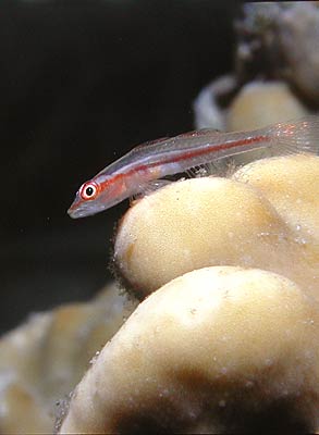 Mozambique Zwerggrundel - Pleurosicya mossambica, © Stefanie Möhrle