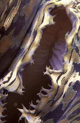 Schuppige Riesenmuschel - Squamose giant clam, &copy; Stefanie M&ouml;hrle