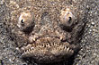  Sternengucker - Uranoscopus dollfusi