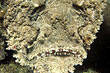 Steinfisch - Synanceia verrucosa