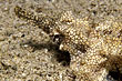  Pegasus-Fisch - Eurypegasus draconis