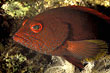  Rotmeer-Zackenbarsch - Cephalopholis hemistiktos