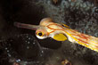 Seenadel - Corythoichthys nigripectus