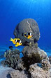 Anemonenfische - Amphiprion bicinctus