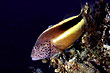 Forsters B&uuml;schelbarsch - Paracirrhites forsteri