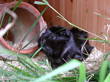 Rudi, Copyright Stefanie M&ouml;hrle