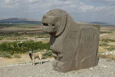 Basalt-L&ouml;we, Copyright Stefanie M&ouml;hrle