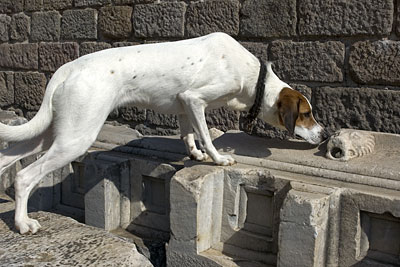 Lucy, Copyright Stefanie M&ouml;hrle