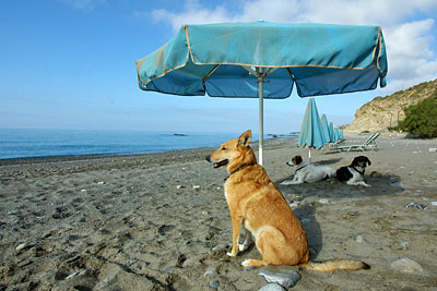 Ari am Strand, Copyright Stefanie M&ouml;hrle
